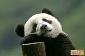 gambar+panda